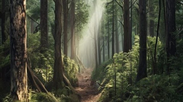 Unraveling Mysteries: A Journey into Penrose Forest